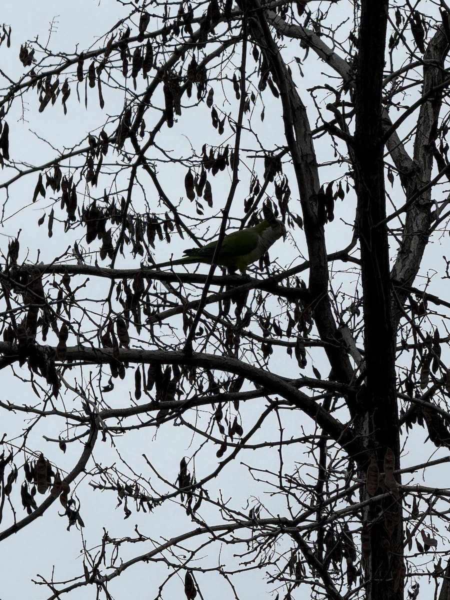Monk Parakeet - ML641732095