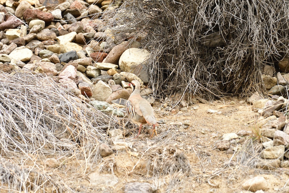 Хахилаг - ML641732110