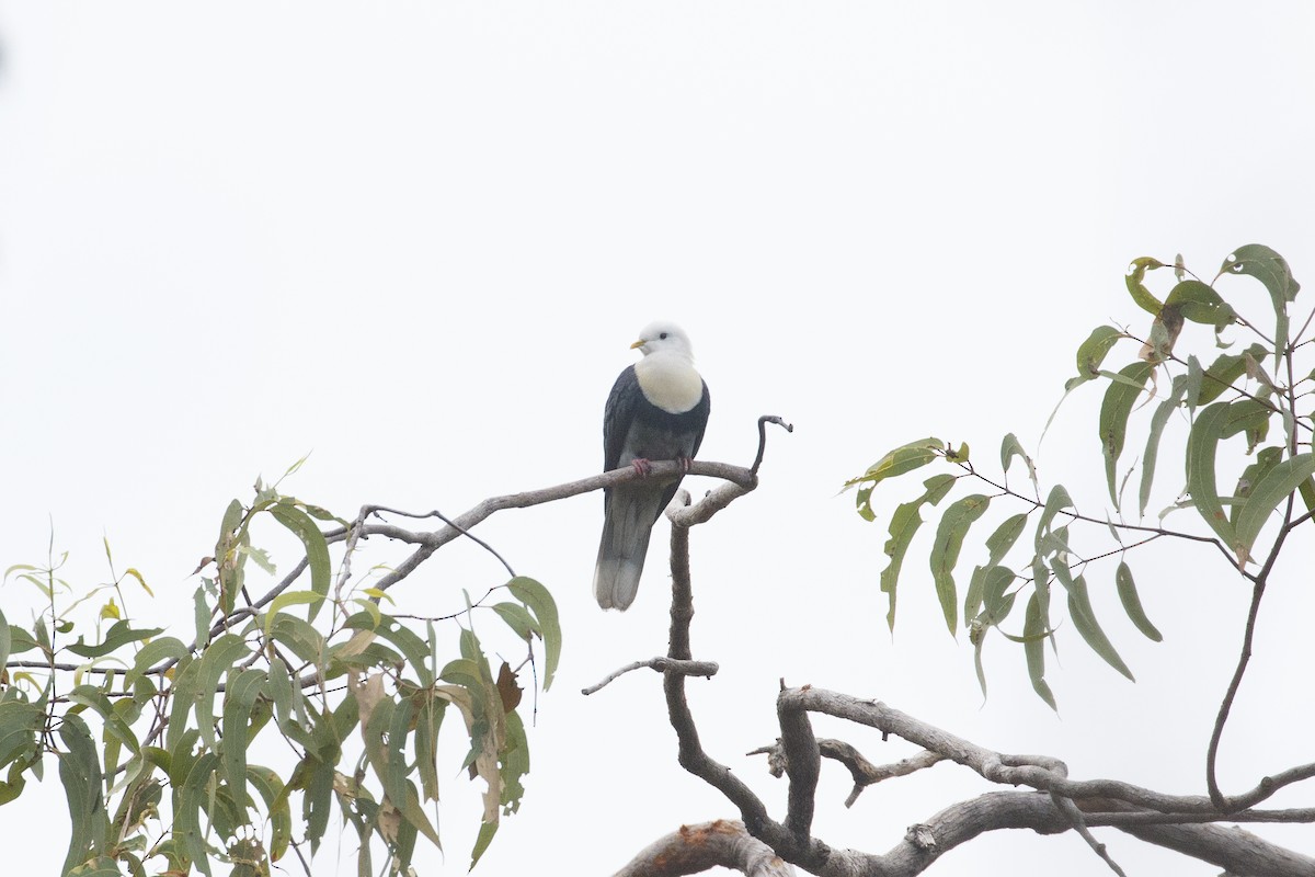 Black-banded Fruit-Dove - ML641732144