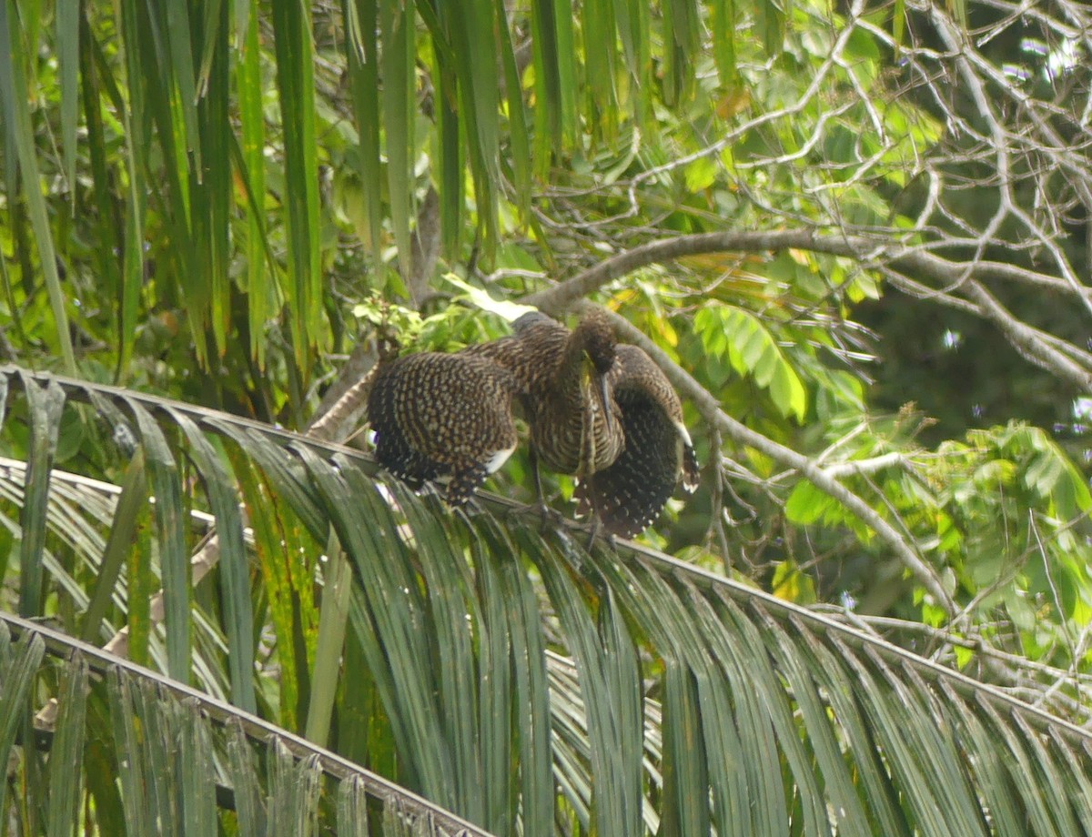 Bare-throated Tiger-Heron - ML641732212