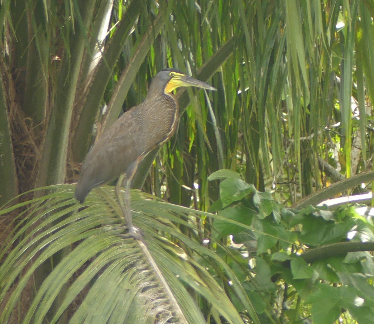 Bare-throated Tiger-Heron - ML641732214