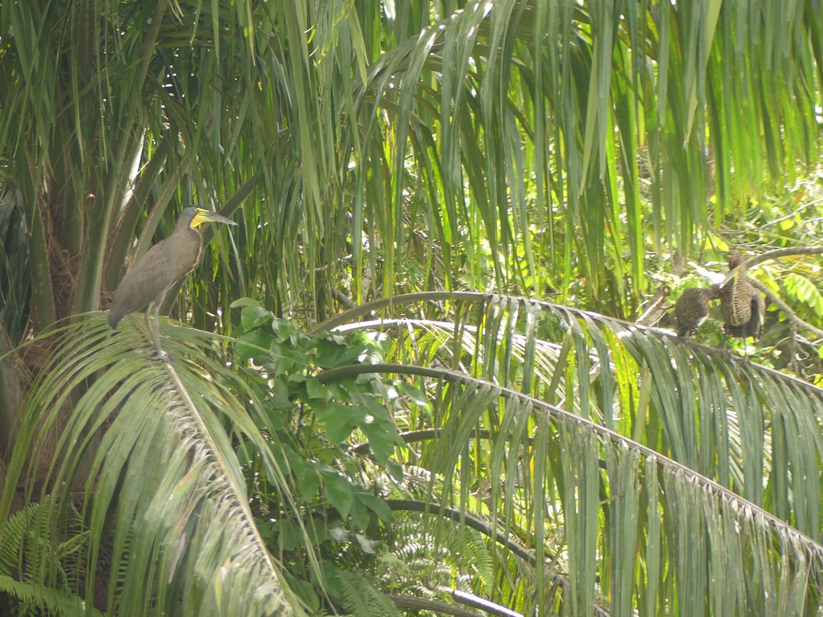 Bare-throated Tiger-Heron - ML641732222
