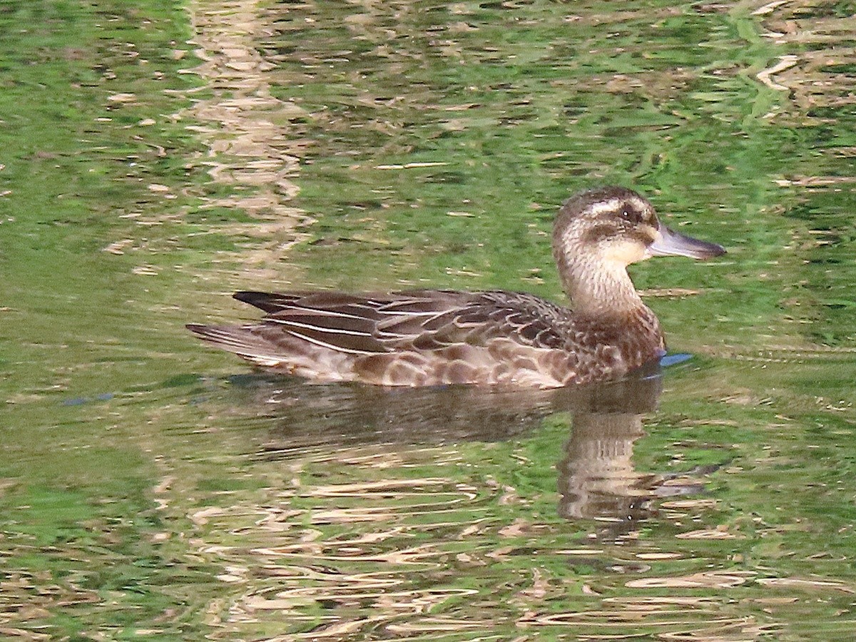 Garganey - ML641732235