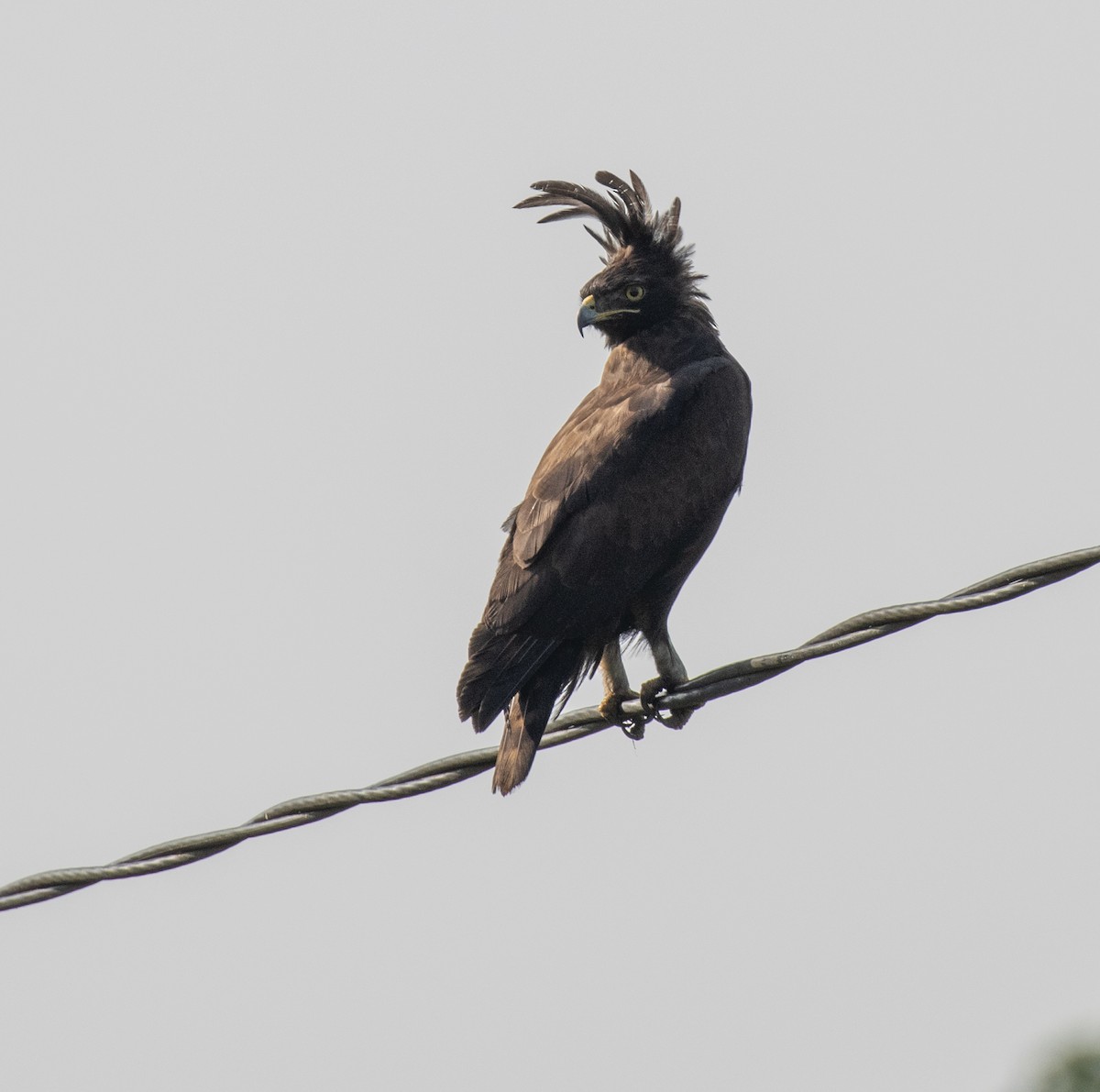 Long-crested Eagle - ML641732238