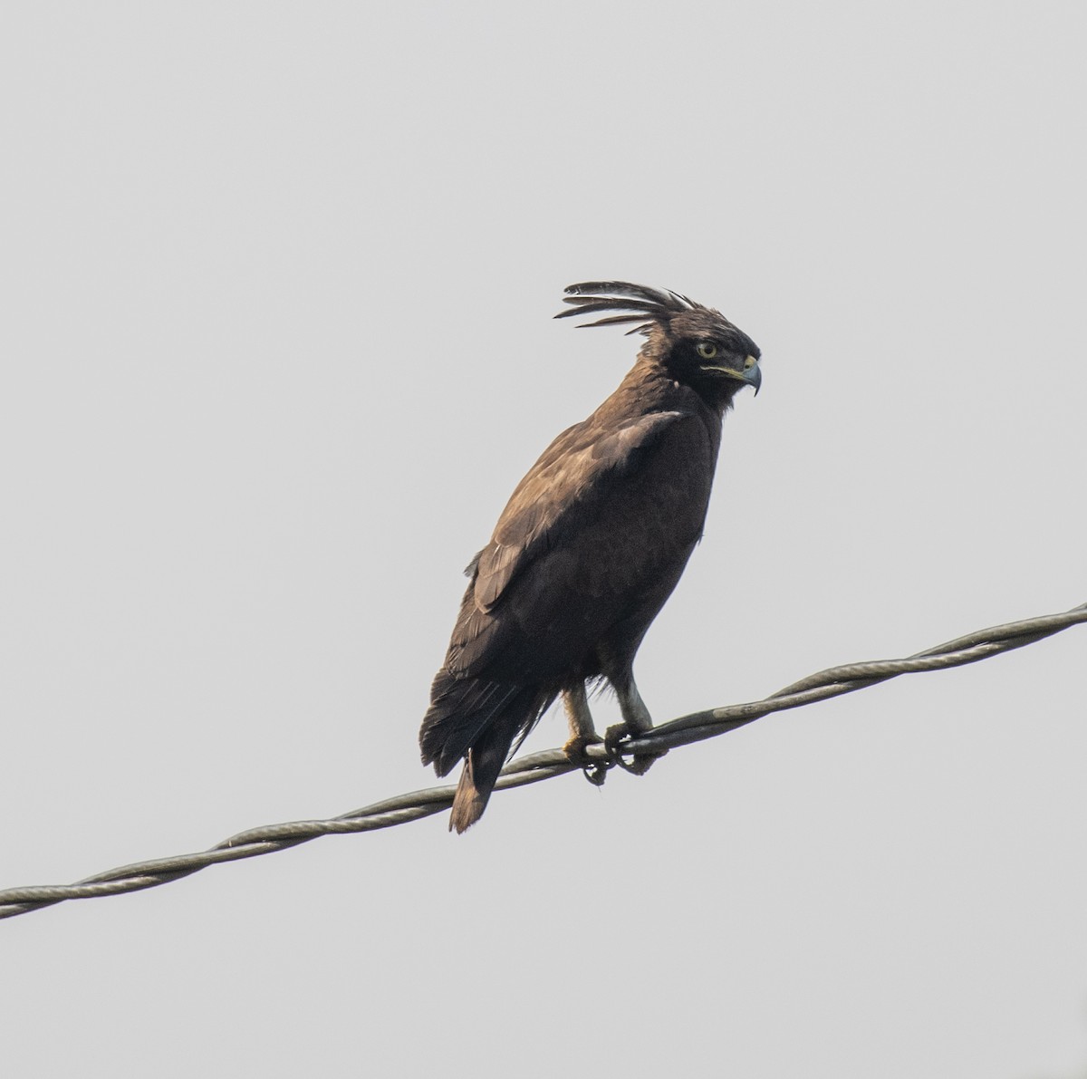Long-crested Eagle - ML641732239