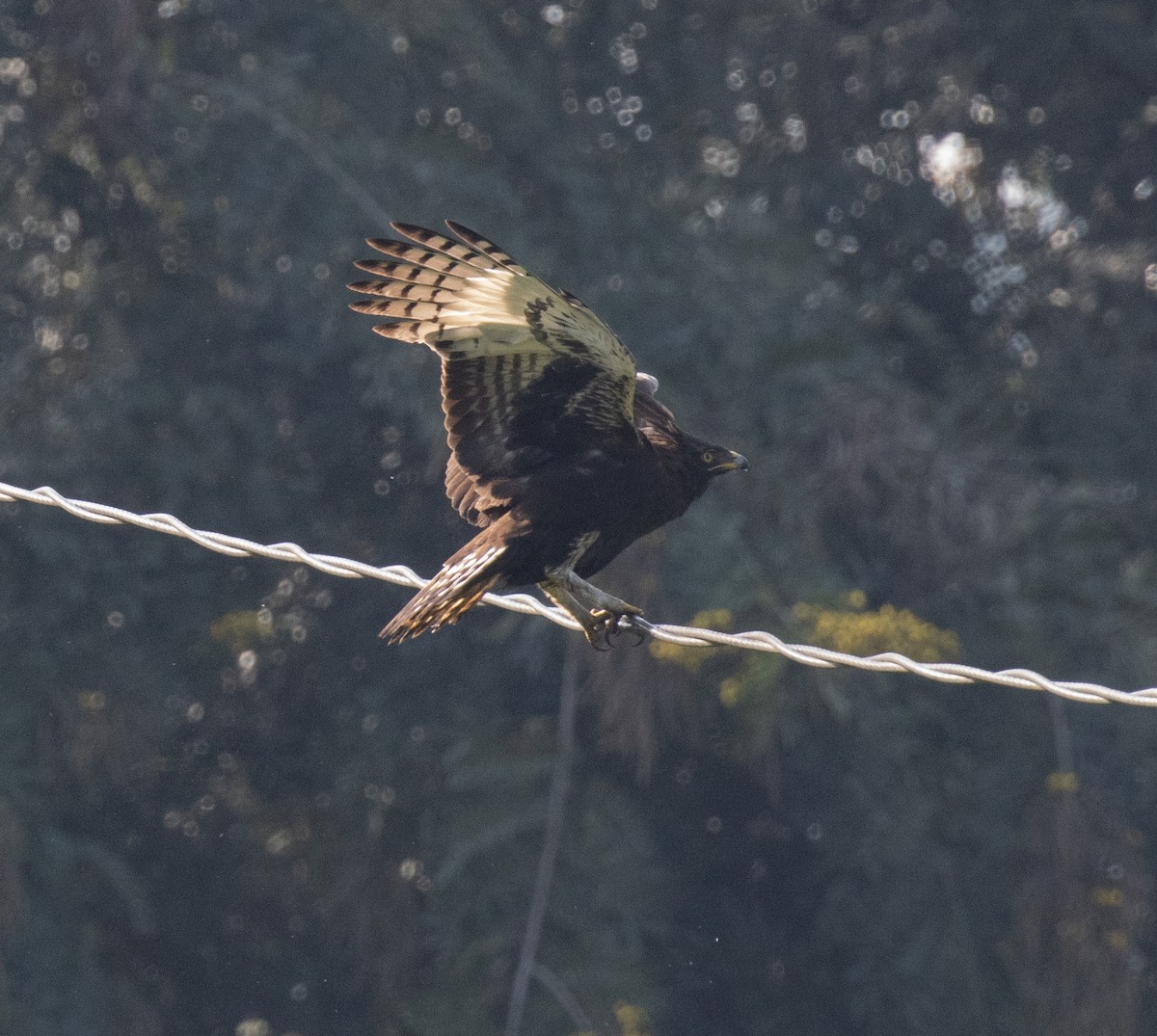 Long-crested Eagle - ML641732240