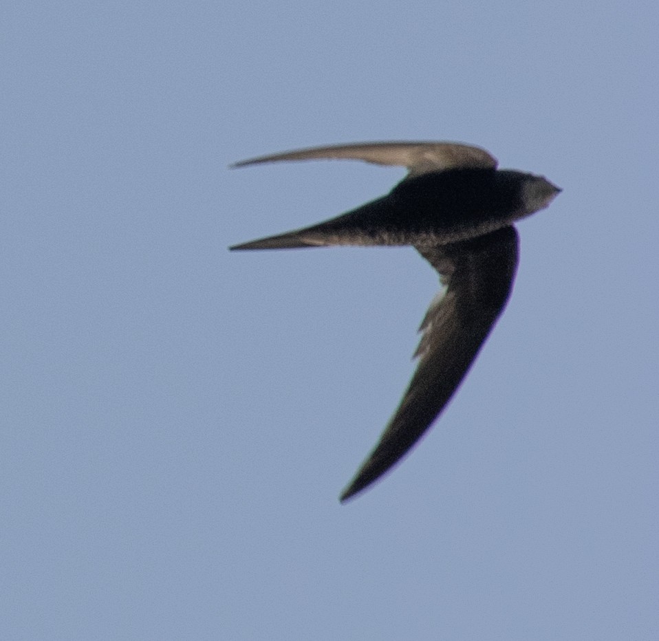 swift sp. - ML641732256