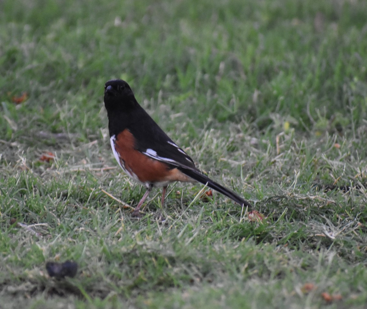 Eastern Towhee - ML641732275