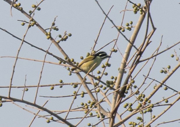 Yellow-rumped Tinkerbird (Yellow-rumped) - ML641732328