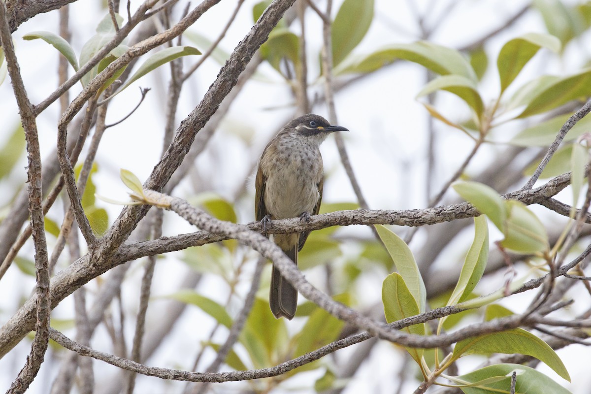 White-lined Honeyeater - ML641732351