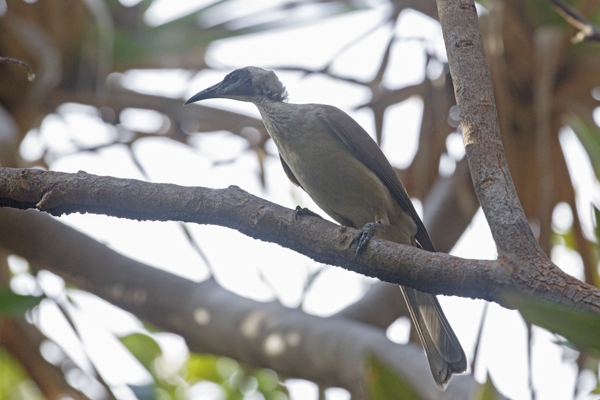 Helmeted Friarbird (Arnhem Land) - ML641732362