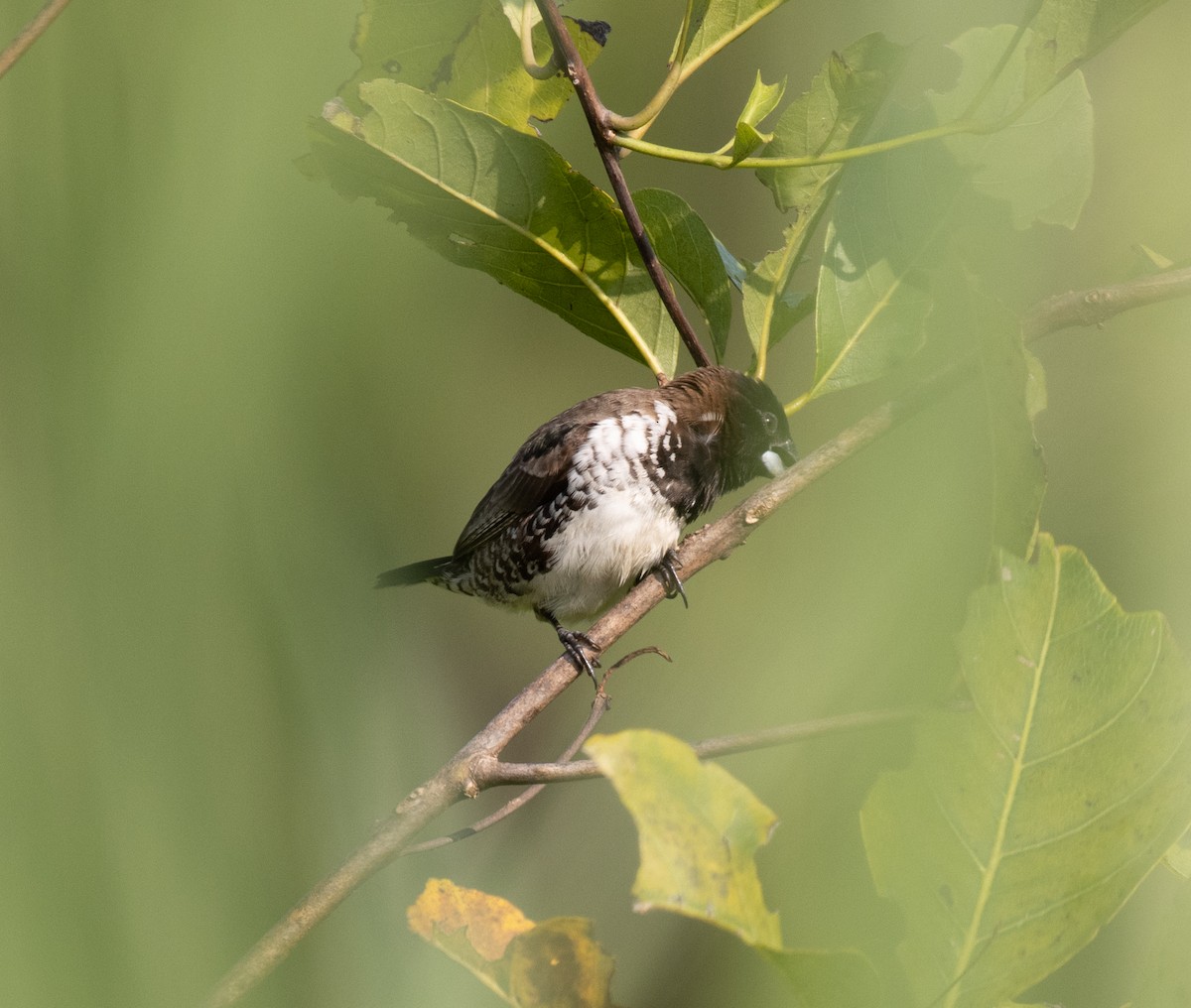 Kleinelsterchen - ML641732363