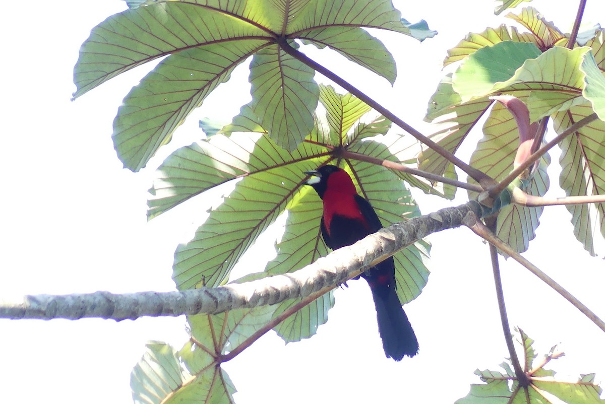 Masked Crimson Tanager - ML641732503