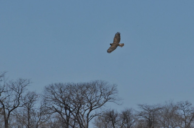 Common Buzzard (Steppe) - ML641732563