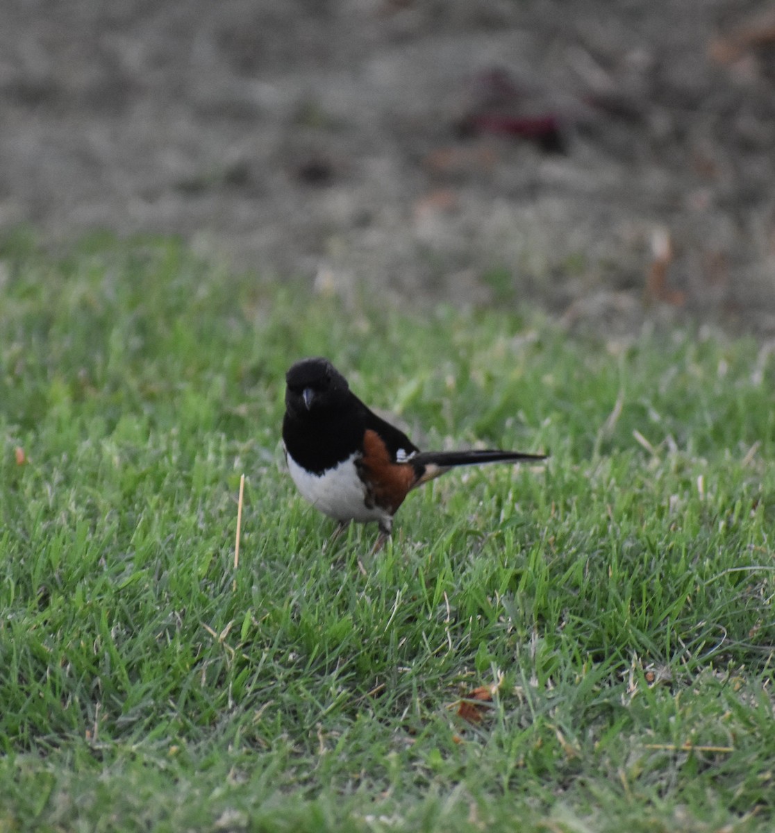 Eastern Towhee - ML641732586