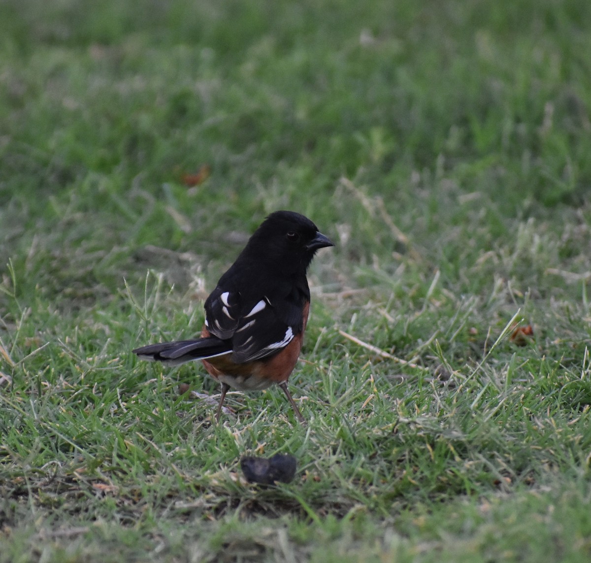Eastern Towhee - ML641732593