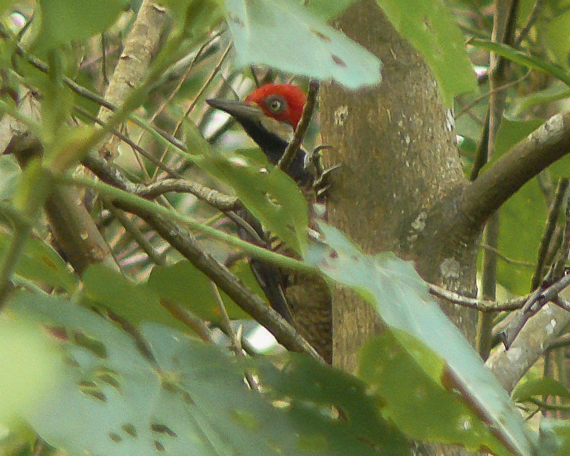 Guayaquil Woodpecker - ML641732642