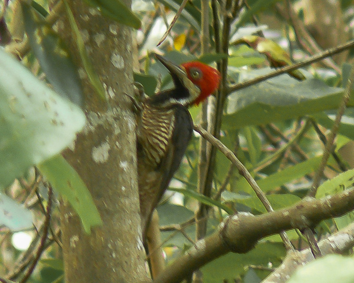 Guayaquil Woodpecker - ML641732643