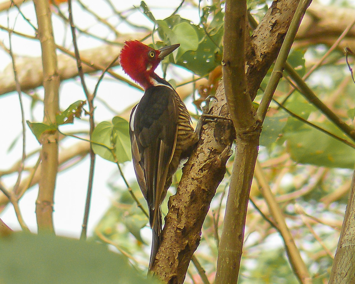 Guayaquil Woodpecker - ML641732644
