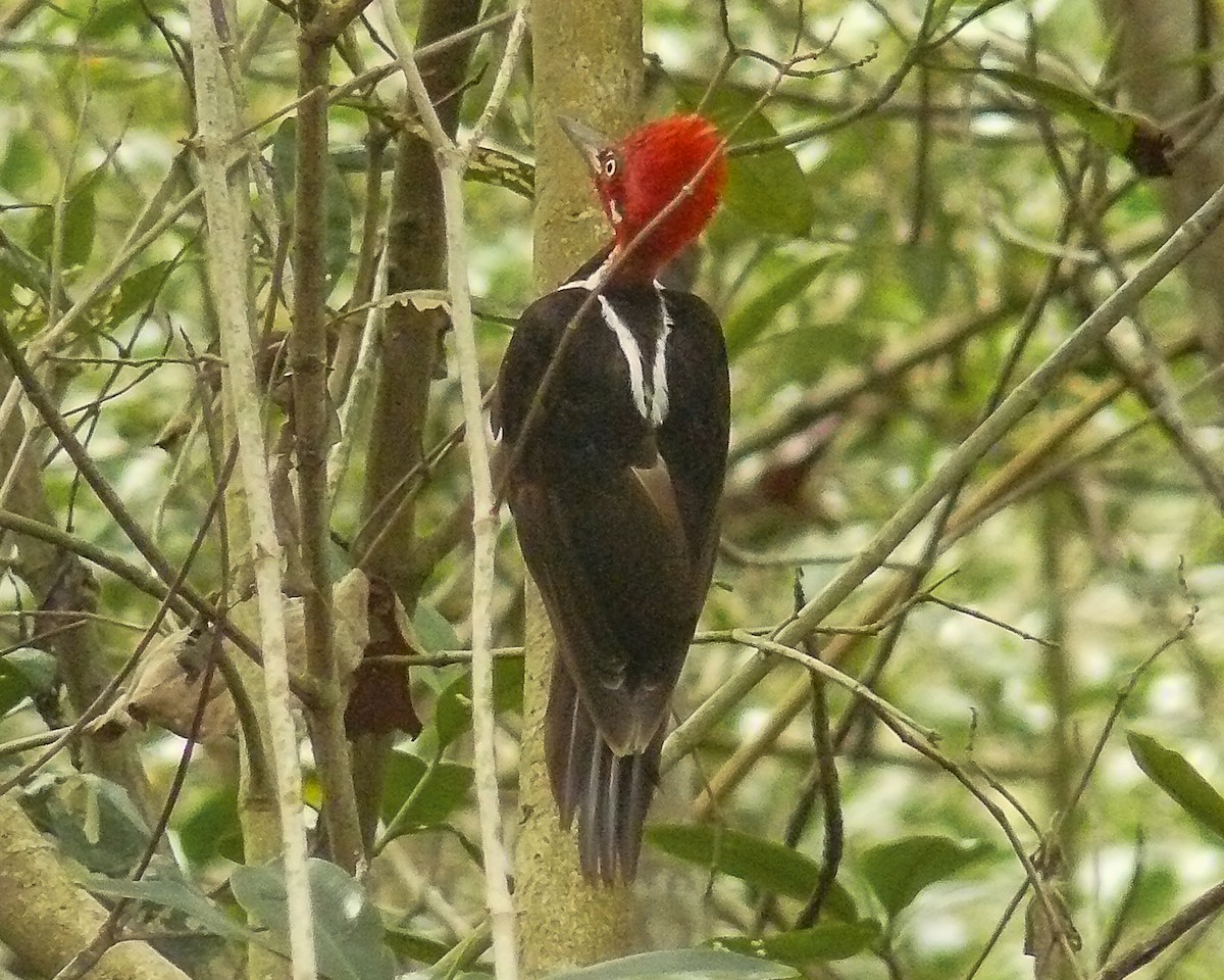 Guayaquil Woodpecker - ML641732645