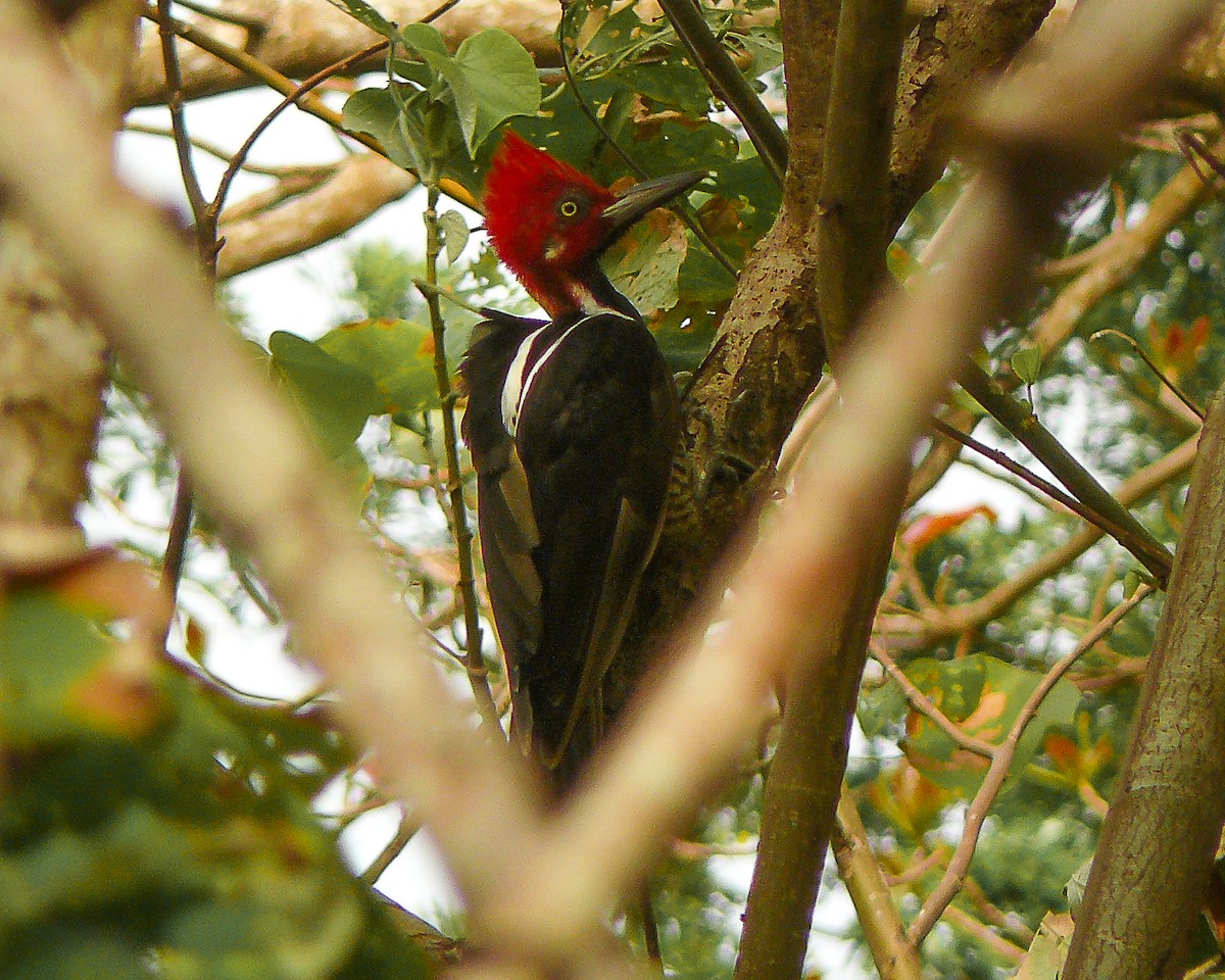 Guayaquil Woodpecker - ML641732646