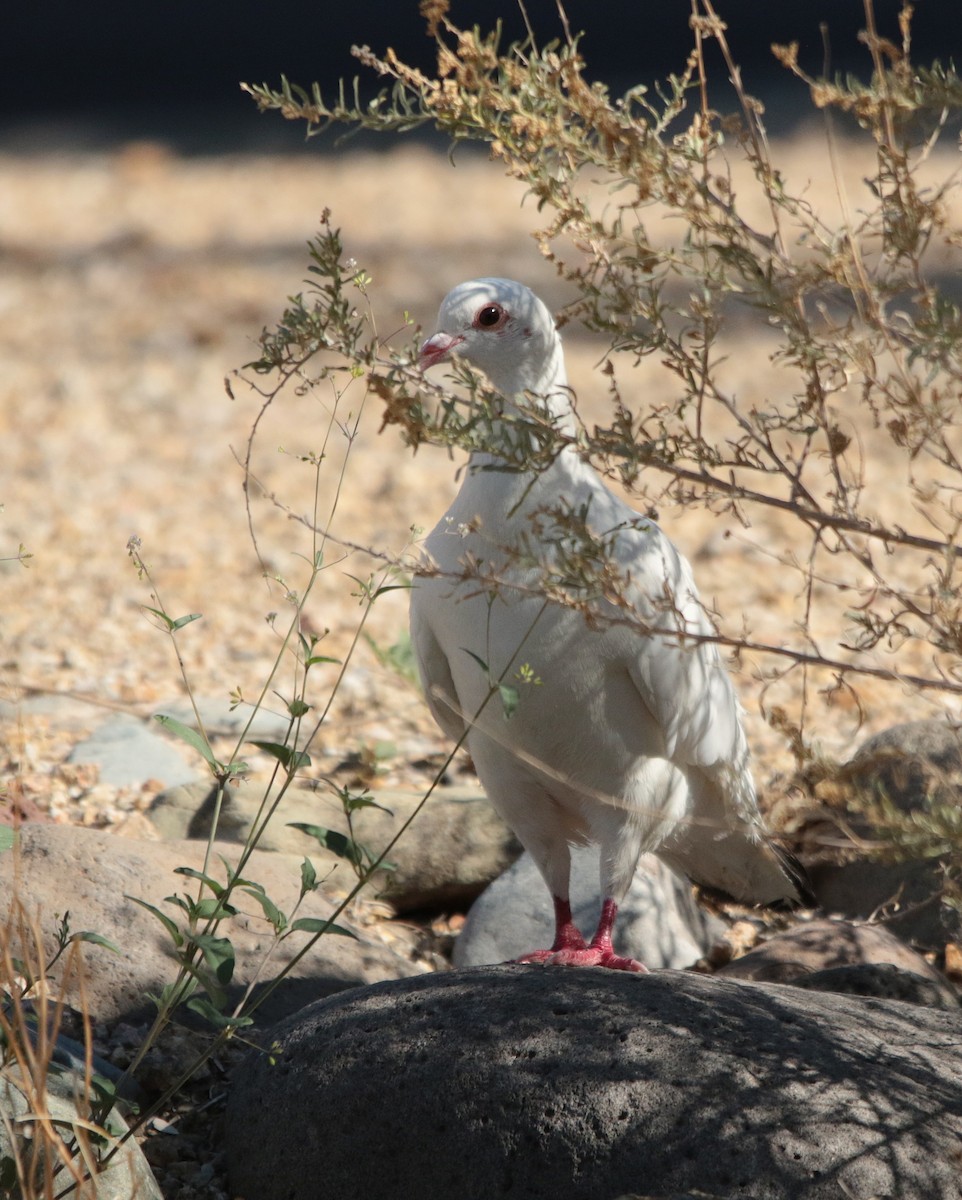 pigeon/dove sp. - ML641732650