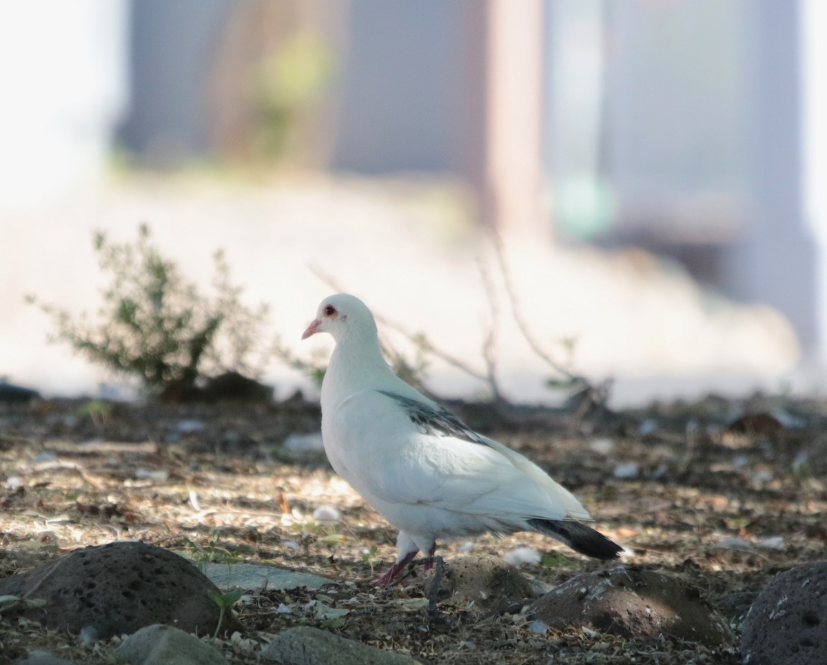 pigeon/dove sp. - ML641732651