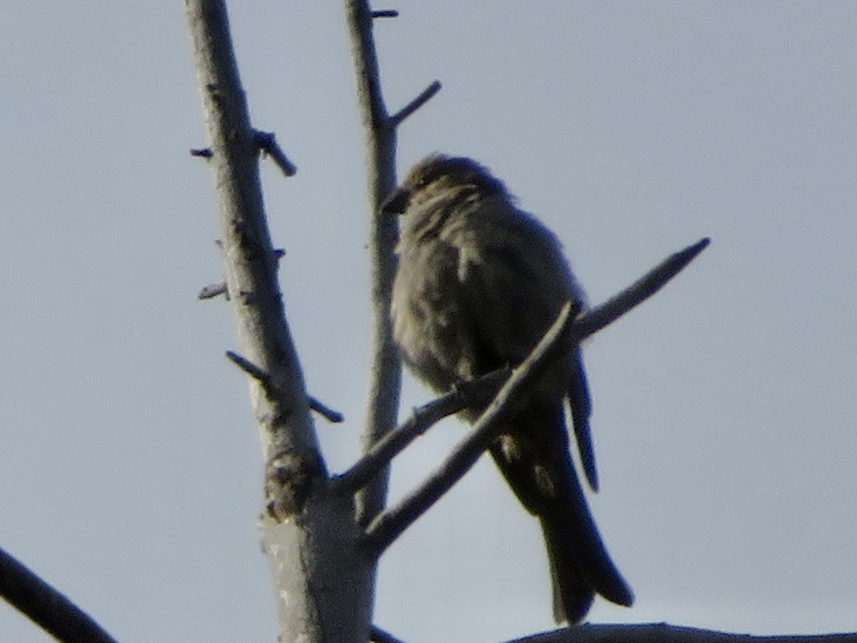 Pine Grosbeak - ML641732661