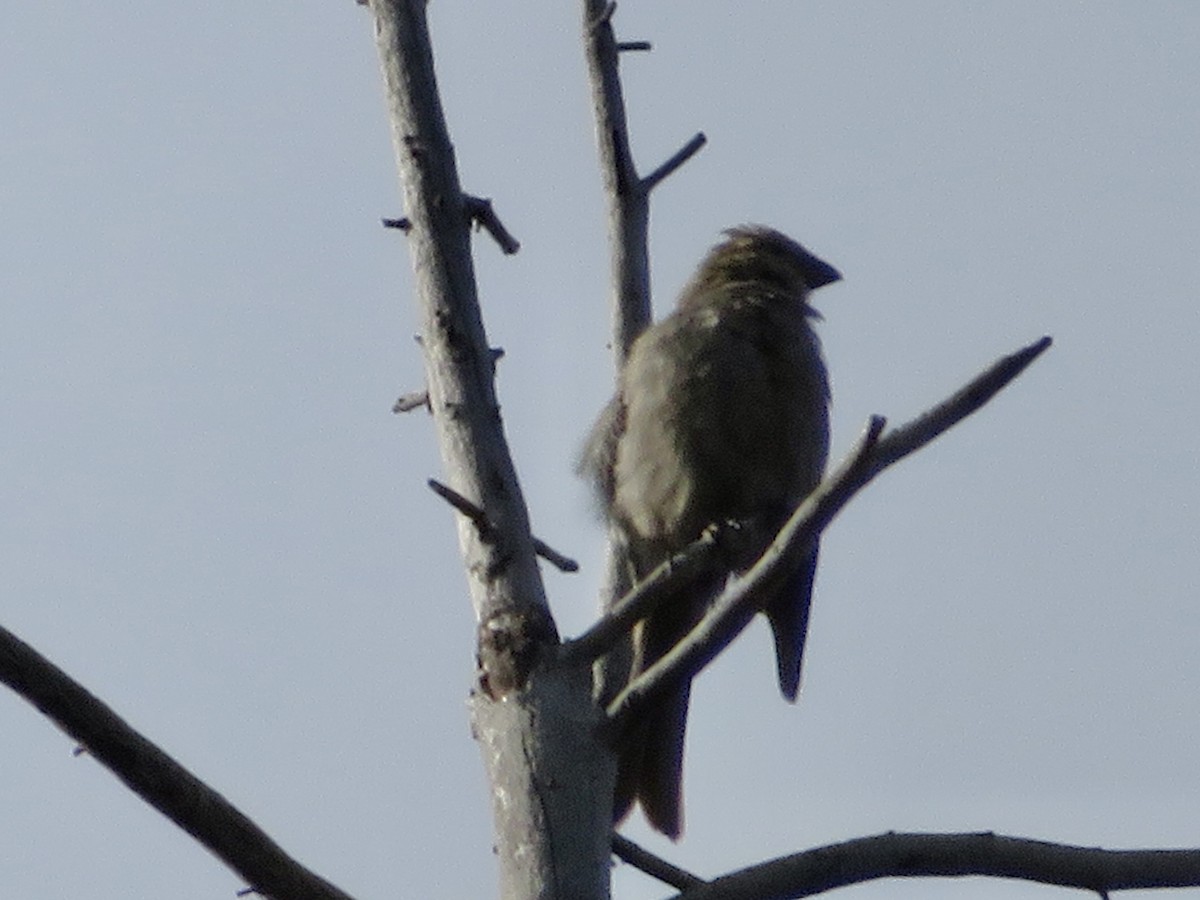 Pine Grosbeak - ML641732662