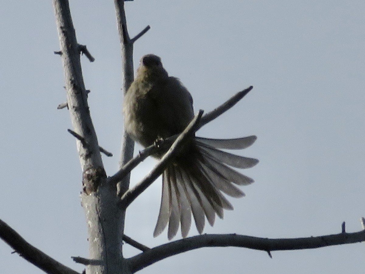 Pine Grosbeak - ML641732663