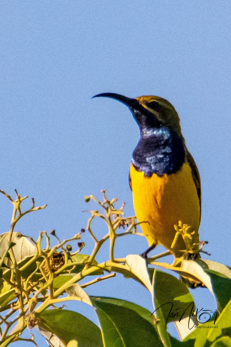 Suimanga de Sahul - ML641732696