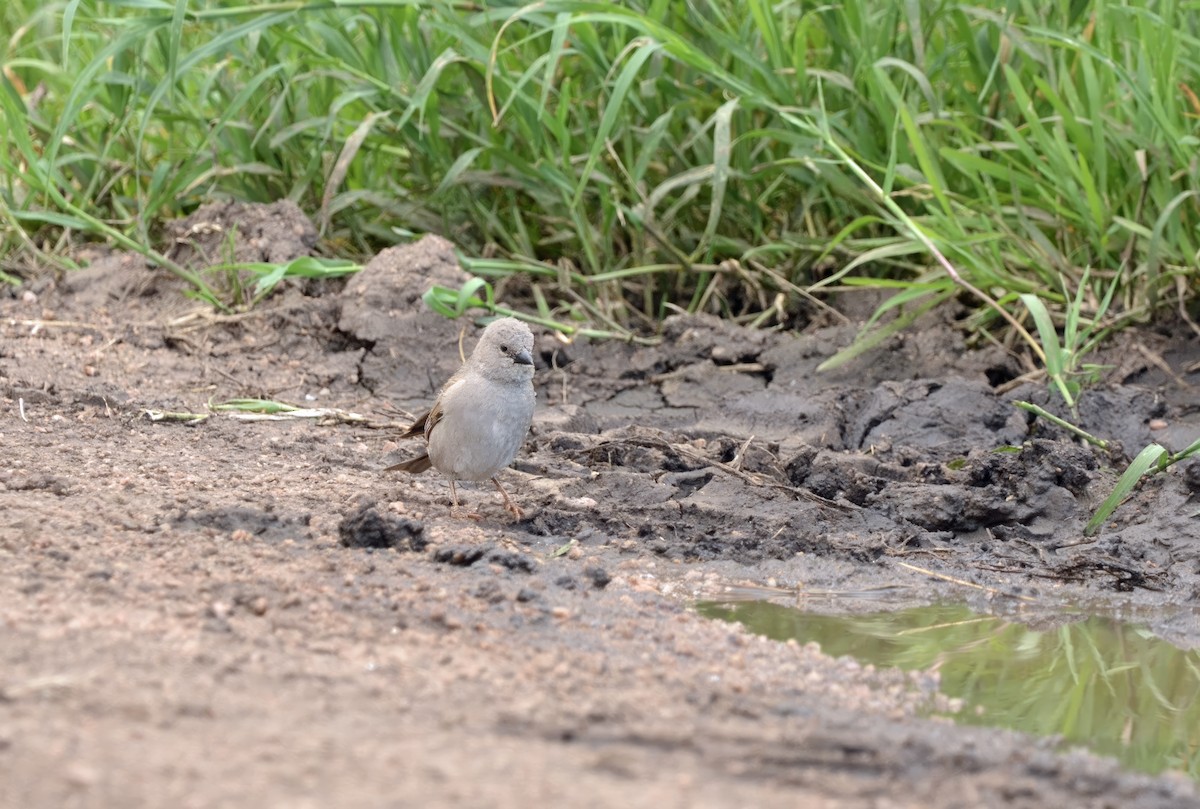 Swahili Sparrow - ML641732724