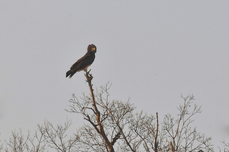 Black-chested Snake-Eagle - ML641732730