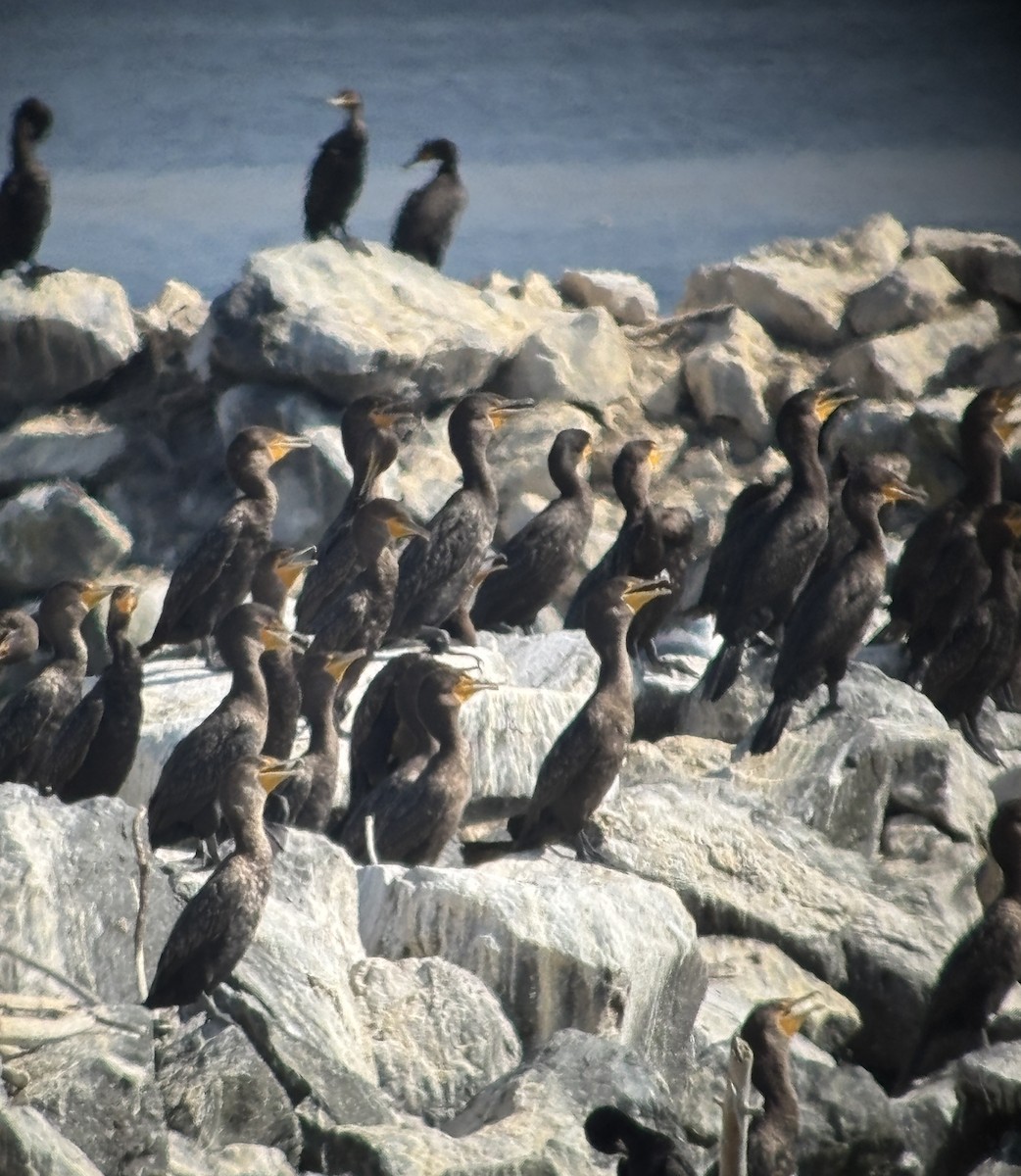 Double-crested Cormorant - ML641732744