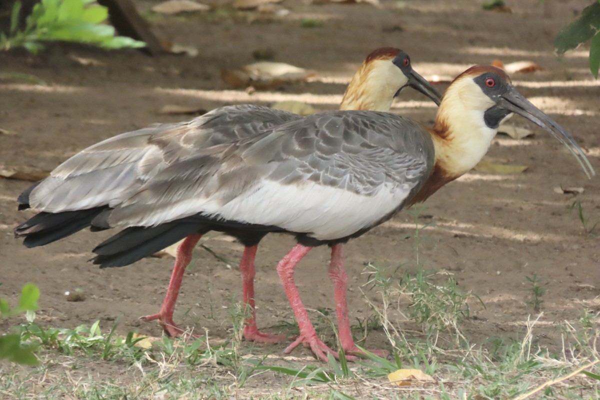 Buff-necked Ibis - ML641732750