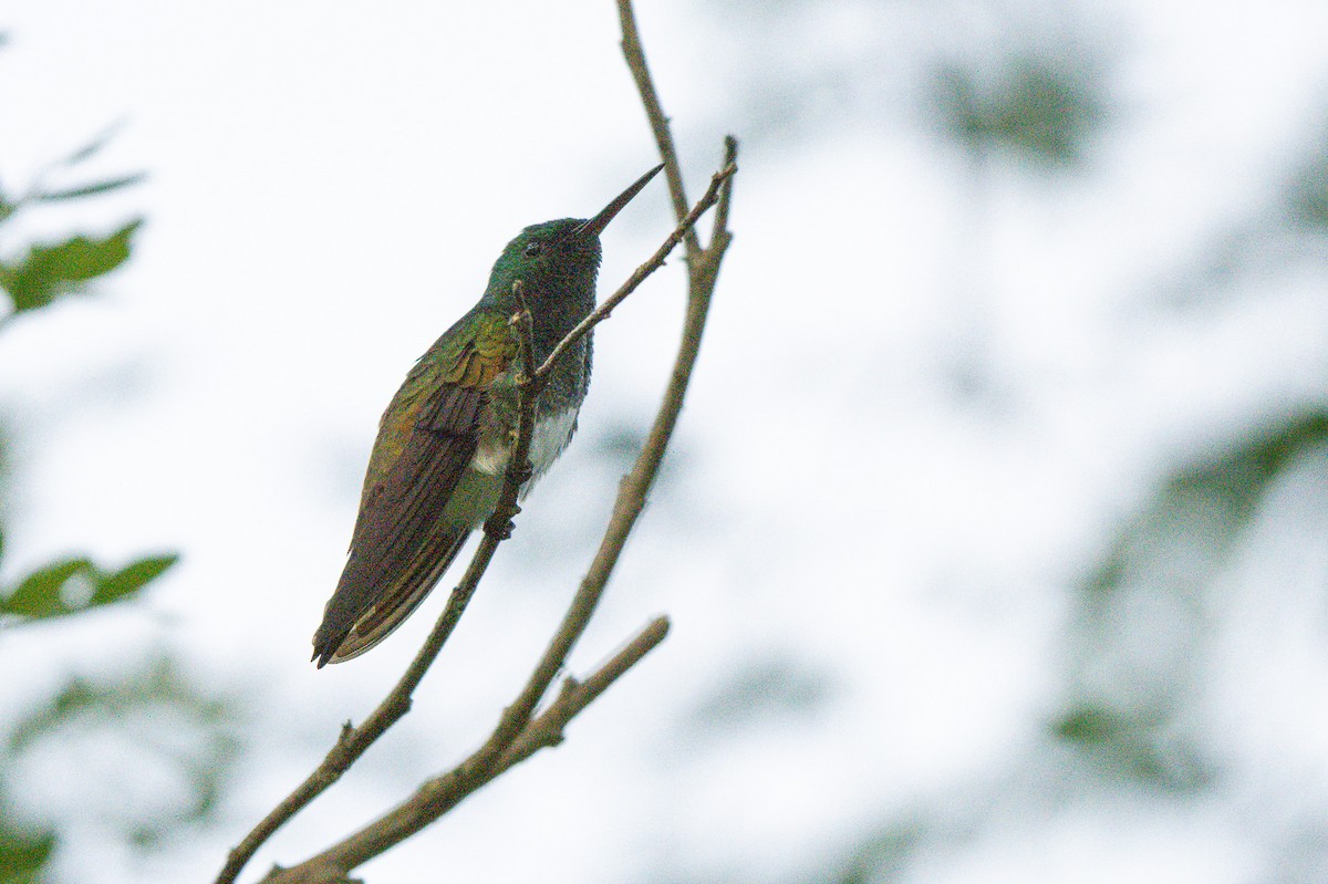 Snowy-bellied Hummingbird - ML641732757