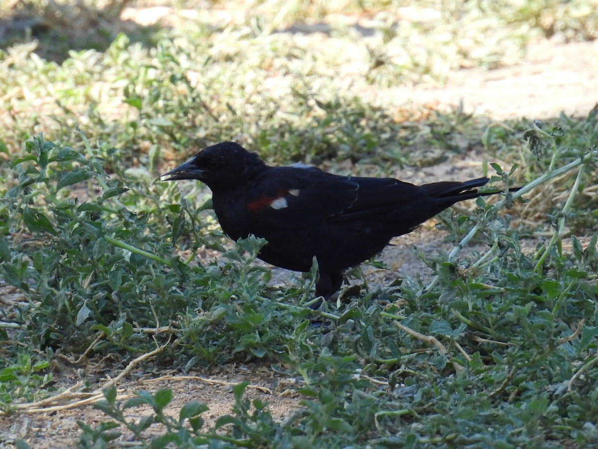 Tricolored Blackbird - ML641732781