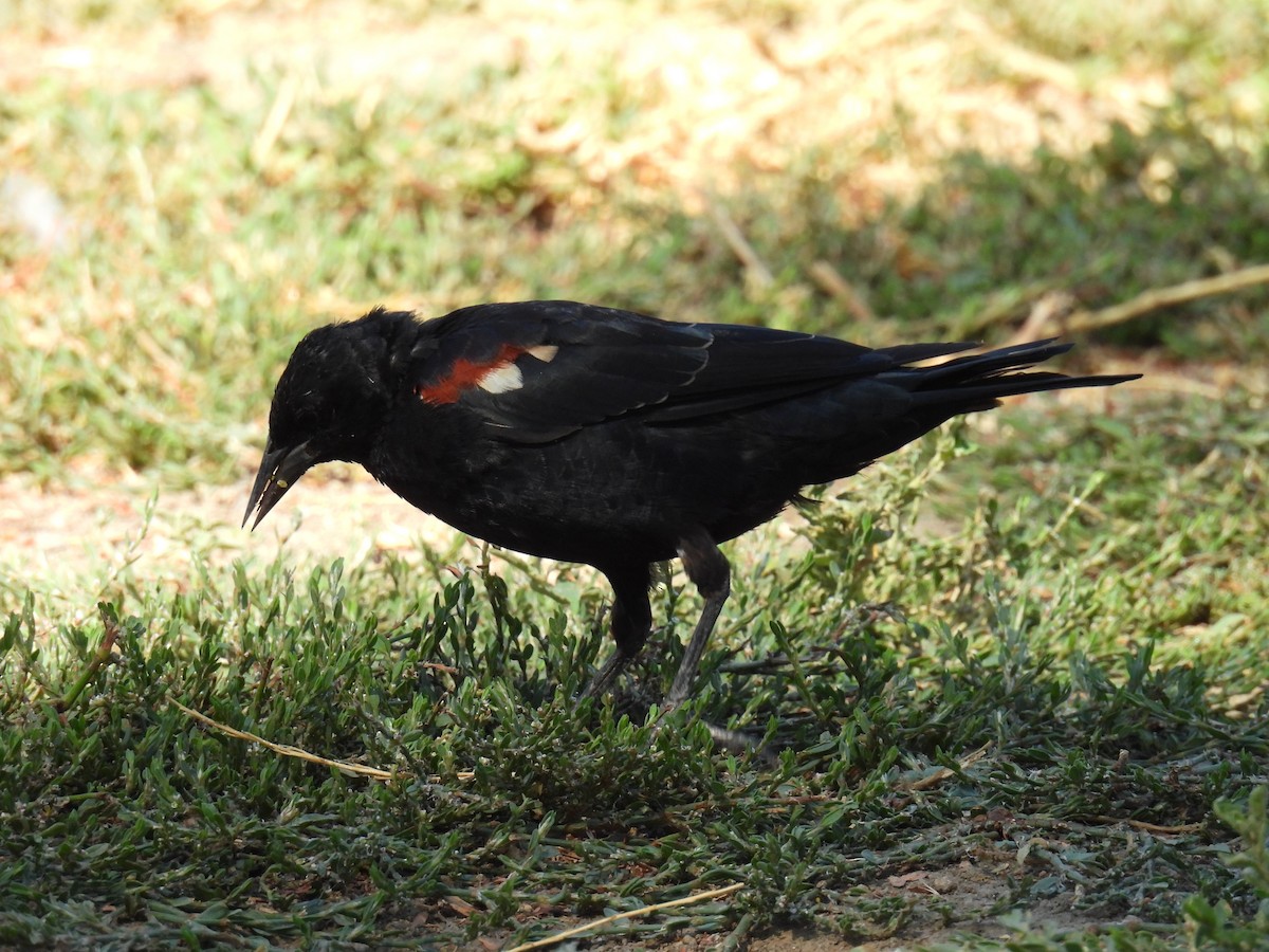 Tricolored Blackbird - ML641732782