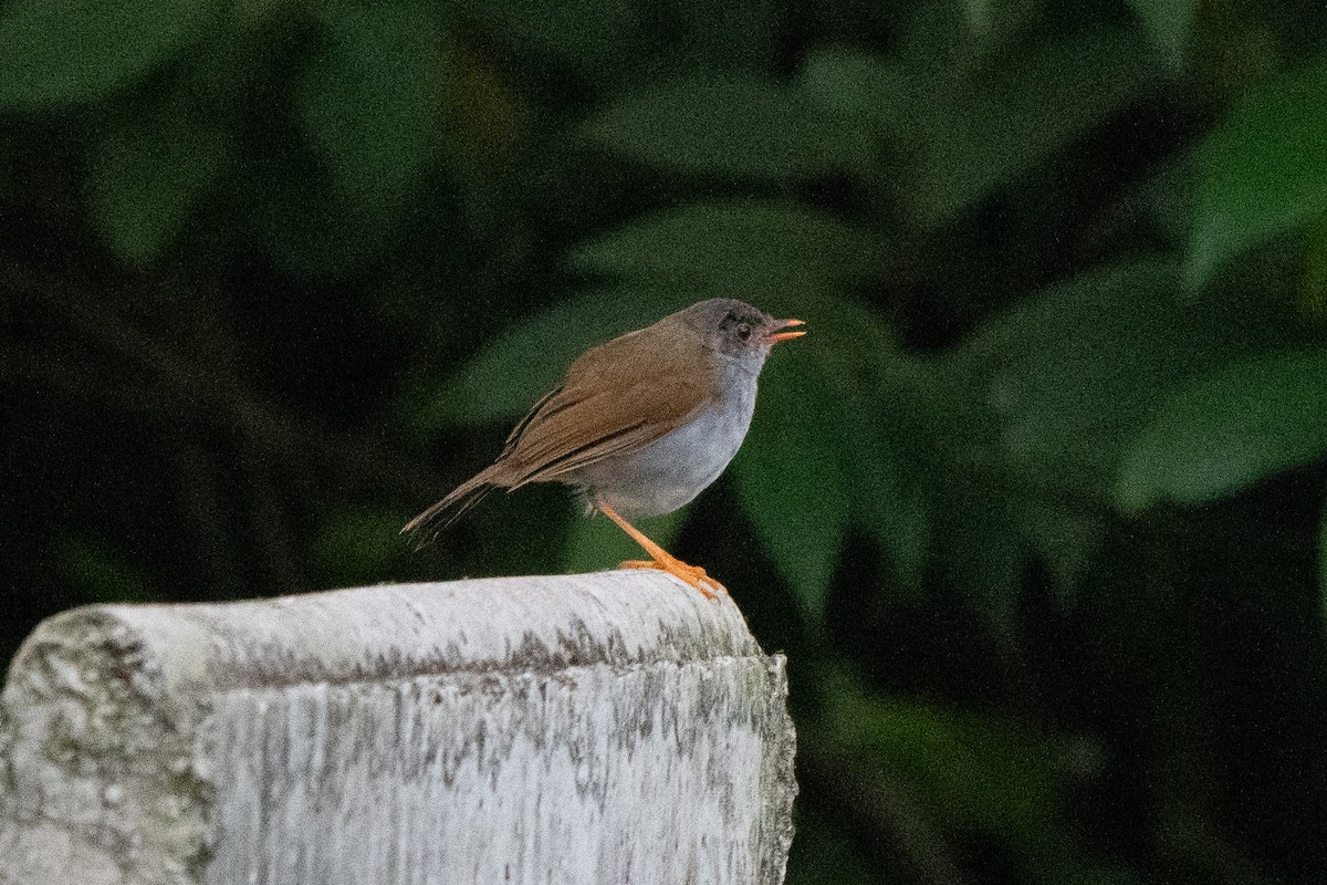Orange-billed Nightingale-Thrush - ML641732868