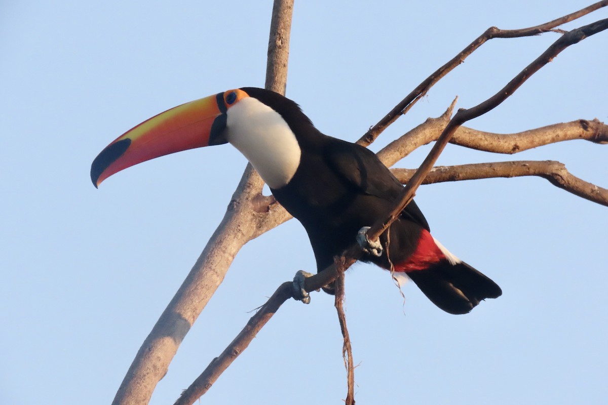 Toco Toucan - ML641732890