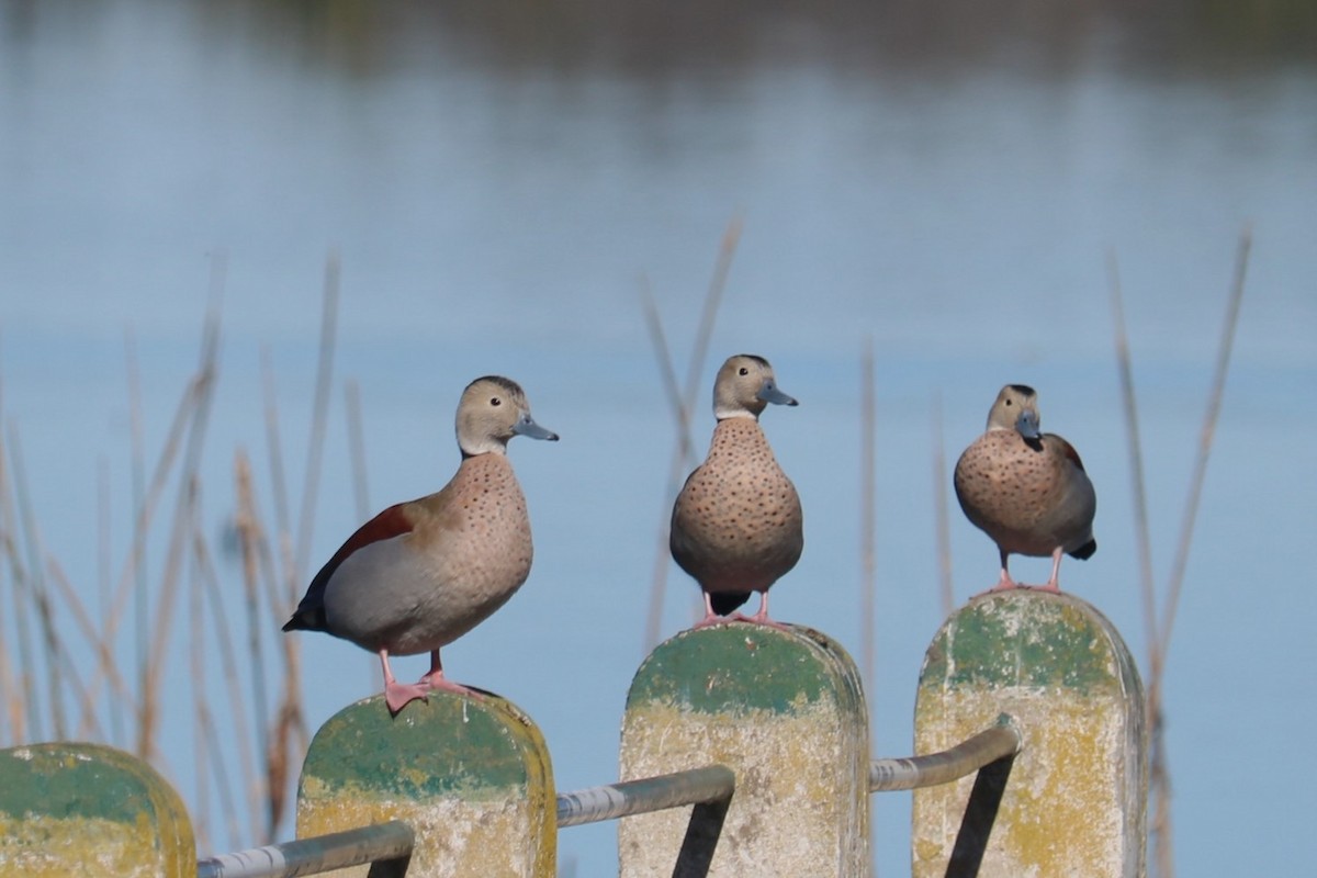 Ringed Teal - ML641732892
