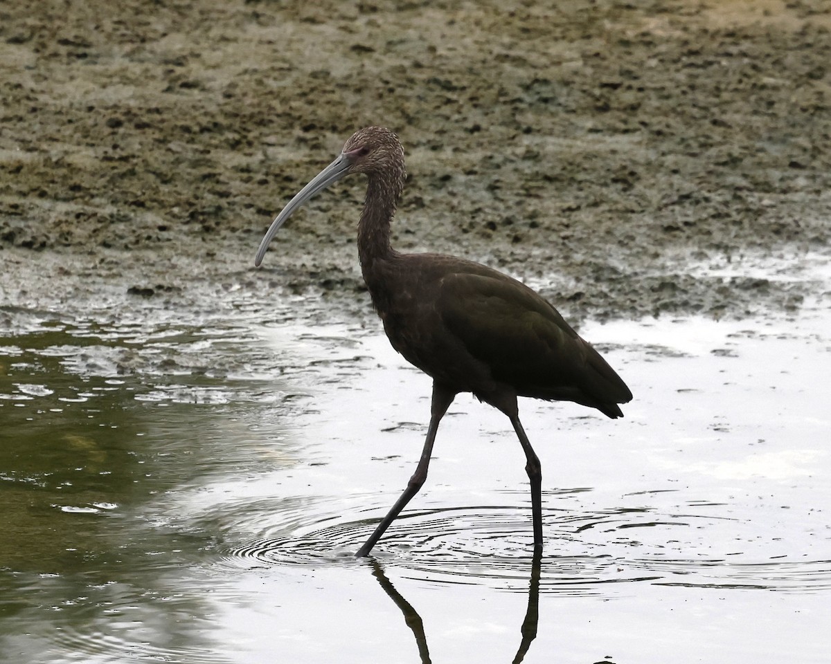 White-faced Ibis - ML641732905