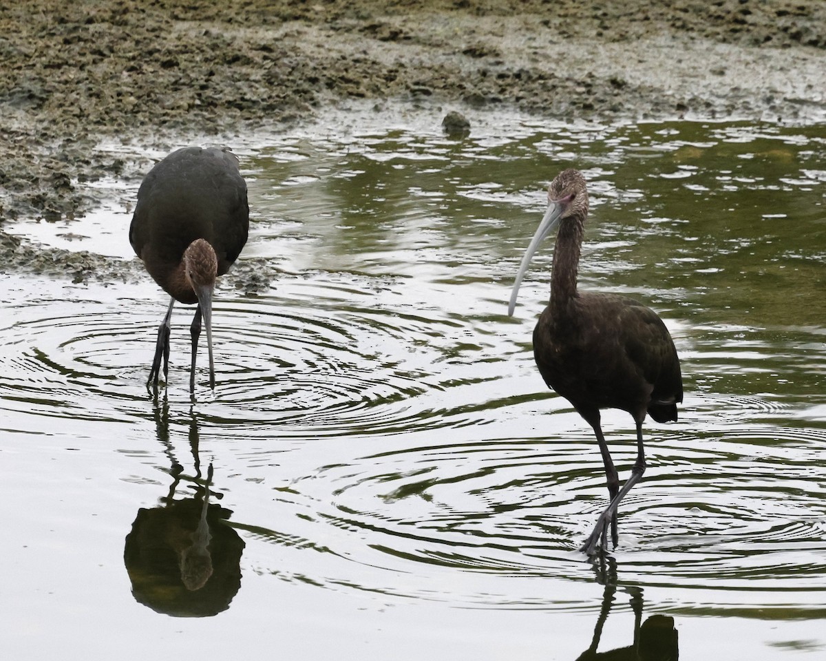 White-faced Ibis - ML641732906