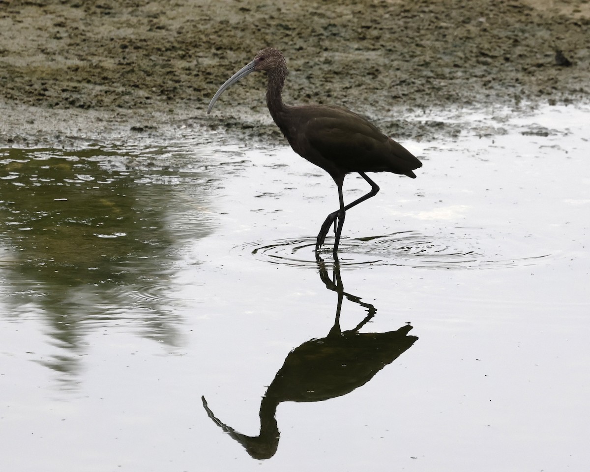 White-faced Ibis - ML641732907