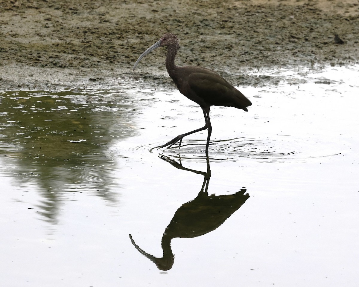 White-faced Ibis - ML641732908