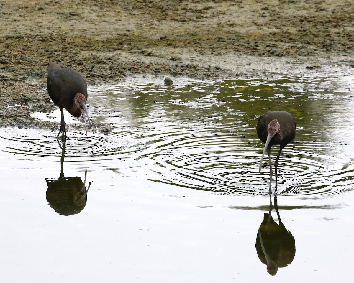 White-faced Ibis - ML641732909