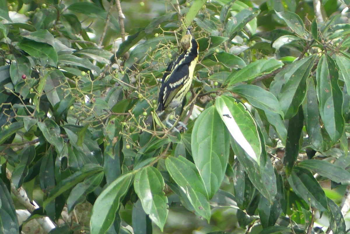 Gilded Barbet - ML641732948