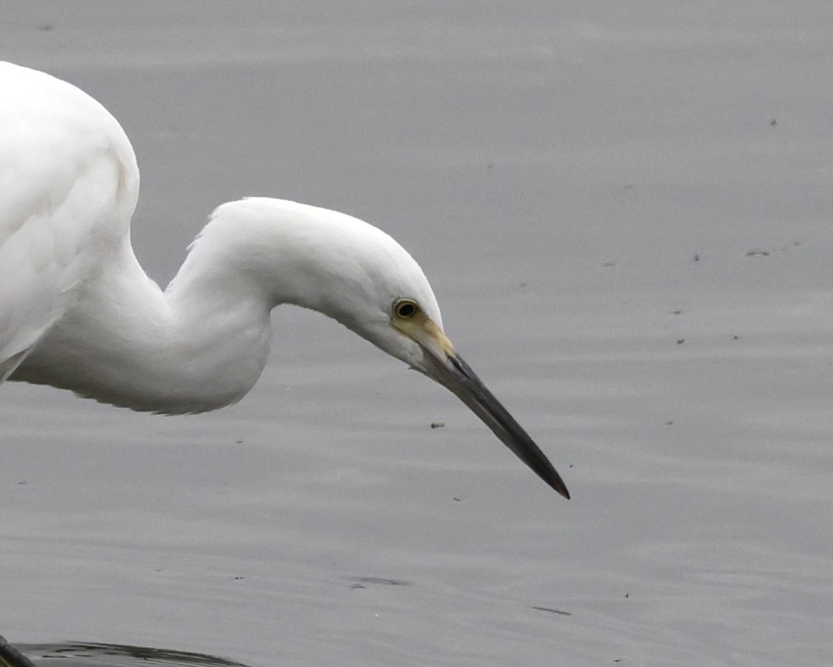 Snowy Egret - ML641732977