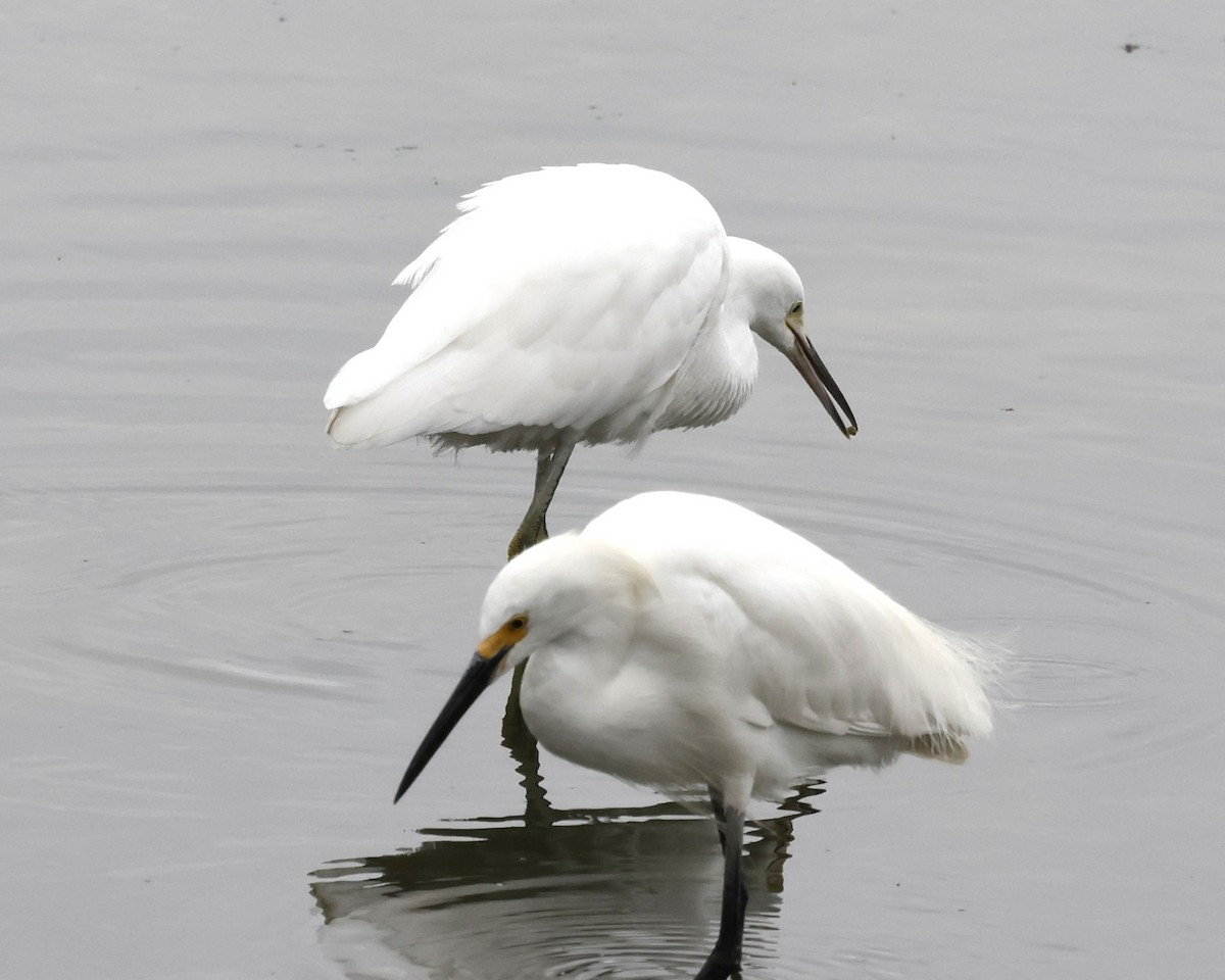 Snowy Egret - ML641732978