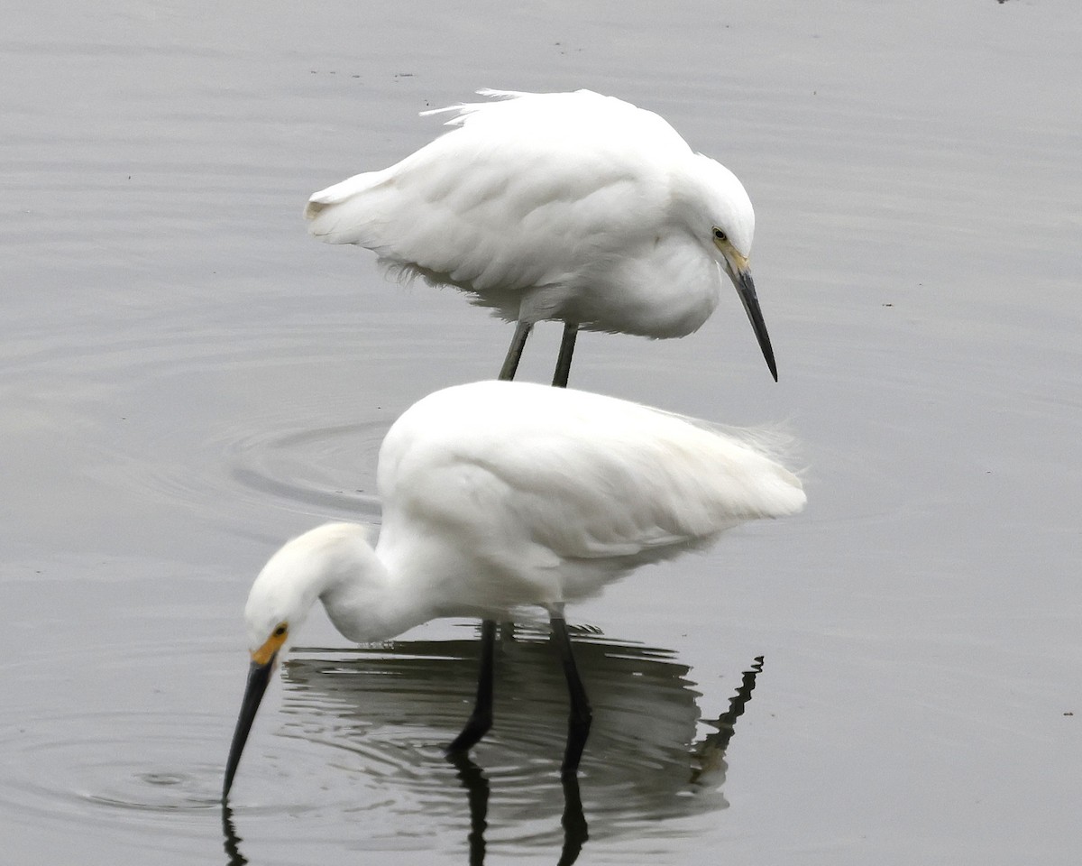Snowy Egret - ML641732979